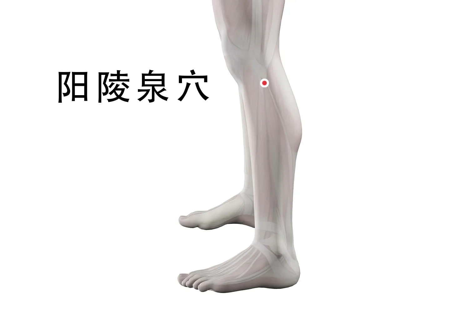GB34 acupressure point below the fibular head